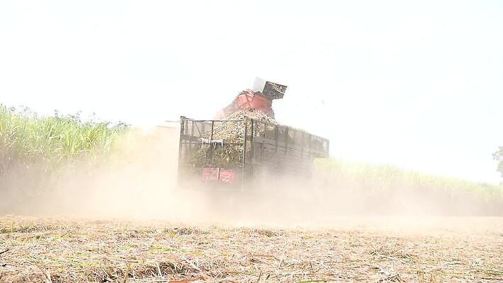 산업 포즈 밭 농업 지팡이 하늘 사람없음 초록색 농작물 농장 기계 장비 수확 시골 업무 농부 설탕 트랙터 짐차 브라질 밭일 사탕수수 MOV 해외동영상 클립영상 식물 직업 컬러 자동차 작업 남아메리카 농기계 특수차량 동영상 파일형식