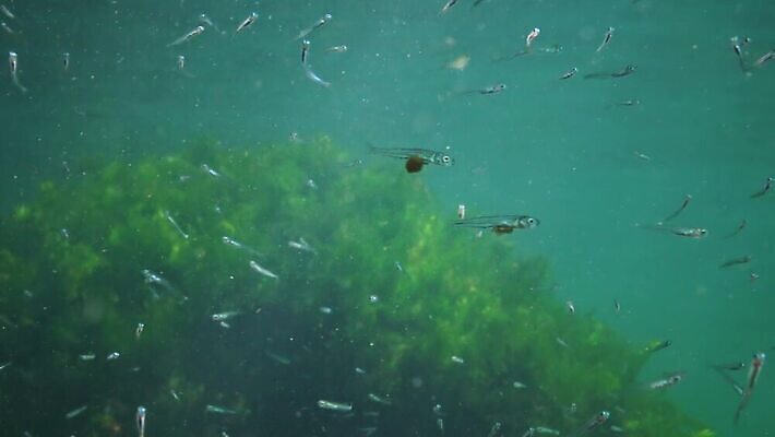 식물 동물 야생동물 모래 바다 포유류 낚시 무척추동물 풍경 사람없음 환경 검은색 바닷속 수중 수중동물 잡기 군중 생태계 생물학 층 동물상 생태학 소금물 4K 수중영상 MP4 해외동영상 클립영상 교육 컬러 모션 레저 사람 조형물 동영상 파일형식