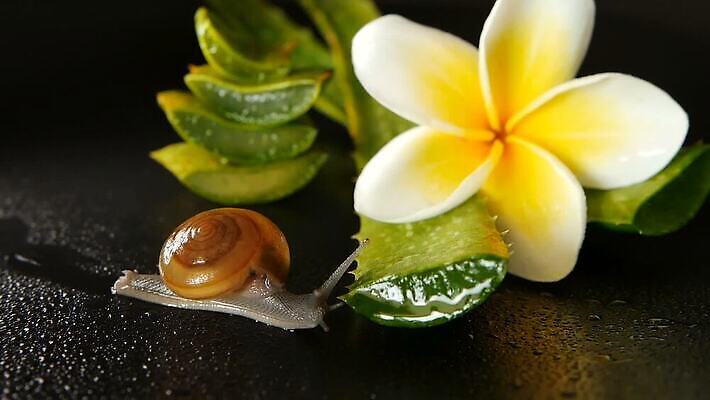 식물 동물 꽃잎 꽃 컬러 백그라운드 컨셉 잎 모션 자연 건강 사람없음 초록색 물 갈색 스파 촉촉함 벚꽃 흰색 신선 개화 해충 허브 유기농 질감 내추럴 고립 아열대 알로에 끈적임 MOV 해외동영상 클립영상 자연요소 웰빙 젖음 벌레 생태계 동영상 파일형식