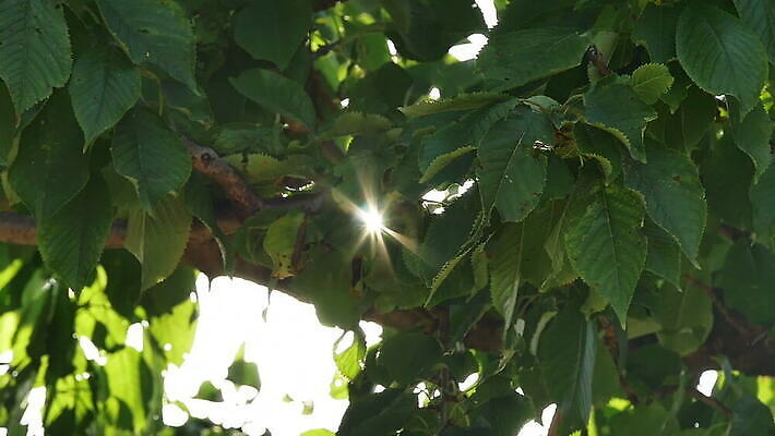 나무 식물 계절 공원 문화 백그라운드 잎 자연 사람없음 야외 초록색 여름 빛 햇빛 태양 정원 맑음 봄 성장 광선 나뭇가지 숲 내추럴 MOV 해외동영상 슬로모션 클립영상 자연요소 공공시설 컬러 날씨 촬영기법 생태계 동영상 파일형식