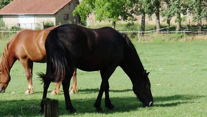 동물 밭 농업 포유류 자연 하늘 서기 사람없음 야외 초록색 농장 농경지 갈색 평화 목장 시골 승마 방목 먹기 갈기 내추럴 유래 4K 순혈 MP4 해외동영상 클립영상 산업 스포츠 컬러 컨셉 모션 축산업 생태계 동영상 파일형식
