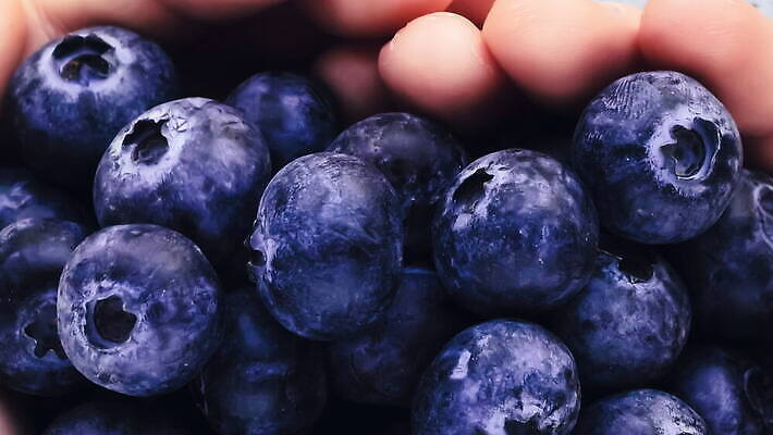 음식 다이어트 과일 디저트 건강 파란색 수확 신선 그룹 달콤 에코 유기농 블루베리 날것 내추럴 돌봄 숙성 맛있는 4K MOV 해외동영상 클립영상 웰빙 컬러 농업 모션 환경 맛 동영상 파일형식