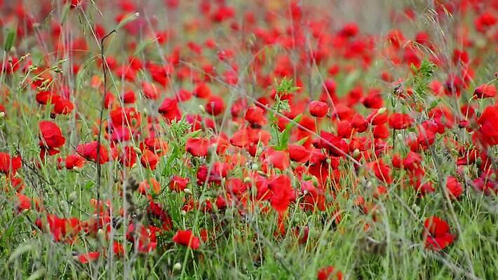 식물 계절 꽃잎 꽃 컬러 꽃무늬 밭 농업 자연 하늘 사람없음 야외 빨간색 초록색 파란색 컬러풀 태양 농장 맑음 봄 들꽃 벚꽃 시골 장면 양귀비 세피아 MOV 해외동영상 클립영상 자연요소 산업 무늬 날씨 촬영기법 생태계 동영상 파일형식