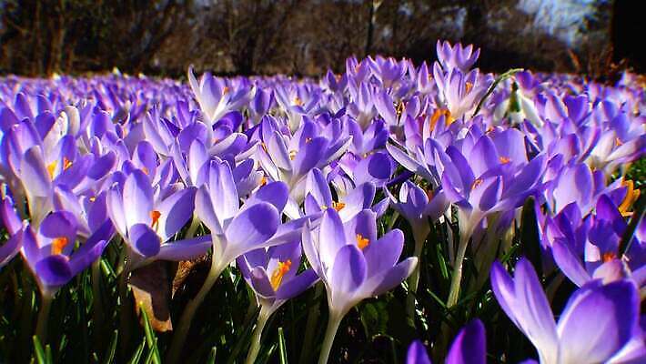 디자인 꽃 야생동물 오렌지 자연 사람없음 파란색 보라색 봄 성장 인사 신선 신용카드 개화 제비꽃 속도 삼림지대 스노드롭 4K MP4 해외동영상 클립영상 식물 동물 계절 컬러 과일 금융 예절 숲 생태계 동영상 파일형식