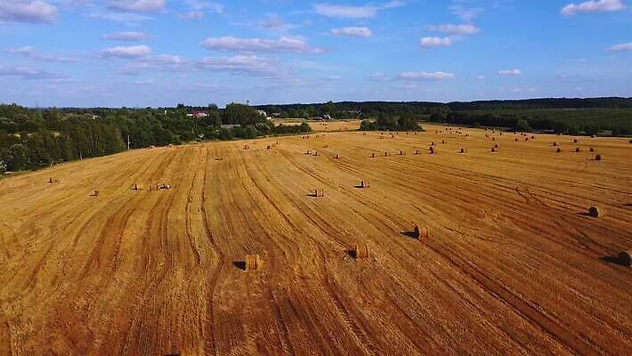 식물 계절 줄기 백그라운드 밭 농업 자연 옥수수 씨앗 풍경 사람없음 야외 여름 농작물 태양 농장 농경지 노란색 기계 장비 수확 성장 시골 업무 황금 결합 낟알 땅 밀 유기농 귀 장면 트랙터 밀짚 내추럴 밭일 조감도 호밀 수평선 귀리 MOV 해외동영상 클립영상 자연요소 웰빙 산업 컬러 곡류 신체부위 작업 짚 농기계 생태계 특수차량 동영상 파일형식