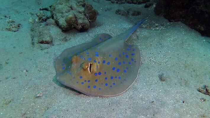 동물 야생동물 바다 어류 사람없음 수중 산호 산호초 암초 MP4 해외동영상 클립영상 수중동물 수중식물 자포동물 동영상 파일형식