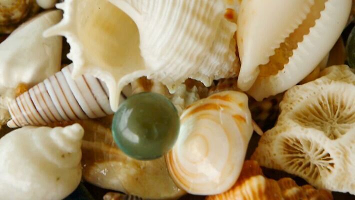 동물 디자인 음식 모래 파도 바다 컬러 여행 백그라운드 패턴 자연 추상 휴가 조개 불가사리 연체동물 나선형 해변 사람없음 가로 여름 갈색 껍질 흰색 전원 수집 해산물 질감 가리비 내추럴 고립 섞기 앵무조개 이국적 파라다이스 많음 MOV 해외동영상 클립영상 계절 컨셉 무늬 어패류 극피동물 무척추동물 전기에너지 생태계 동영상 파일형식