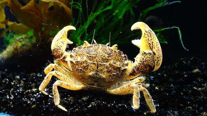 동물 야생동물 바다 절지류 자연 새우 생물 무척추동물 갑각류 사람없음 환경 바닷속 수중 게 가재 지중해 생태계 생물학 암 발톱 생태학 소금물 4K 수중영상 MP4 해외동영상 클립영상 교육 발 질병 동영상 파일형식