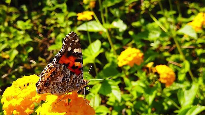 식물 꽃 나비 곤충 잎 날개 모션 자연 사람없음 빨간색 초록색 컬러풀 환경 모임 벚꽃 그리기 닫기 큼 수집 흔들림 보케 꽃가루 꿀 느림 블러효과 세이지 수유 코스모폴리탄 MP4 해외동영상 클립영상 동물 컬러 칵테일 크기 가루 생태계 동영상 블러 파일형식 효과