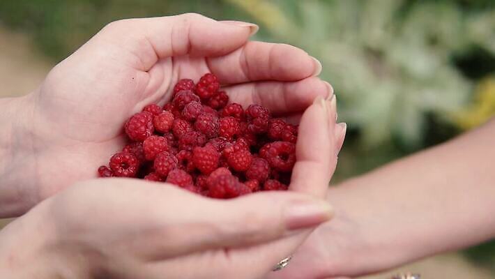 식물 손 계절 열매 음식 농업 다이어트 과일 가족 건강 손바닥 빨간색 여름 태양 농장 정원 수확 신선 잡기 선택 달콤 맛 수집 유기농 원예 산딸기 내추럴 밭일 숙성 맛있는 4K MP4 해외동영상 클립영상 자연요소 웰빙 산업 컬러 컨셉 관계 모션 취미 신체부위 동영상 파일형식