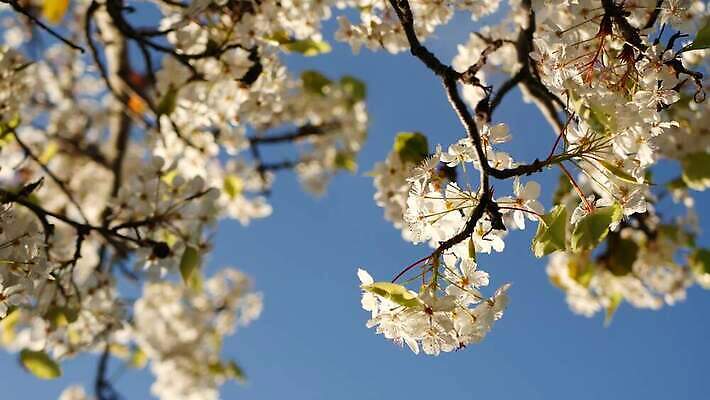 나무 식물 꽃 백그라운드 꽃무늬 하늘 아침 사람없음 아웃포커스 파란색 미국 봄 낭만 벚꽃 흰색 신선 개화 체리 분위기 닫기 사과 순수 보케 캘리포니아 부드러움 내추럴 블러 살구 카피스페이스 4K MP4 해외동영상 클립영상 주간 계절 컬러 컨셉 북아메리카 무늬 과일 모션 촬영기법 공백 감각 동영상 파일형식