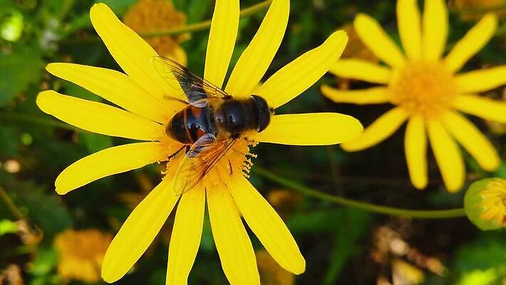 식물 동물 꽃 곤충 잎 모션 자연 사람없음 초록색 노란색 걷기 황금 닫기 벌 수집 먹기 관목 묘사 속도 데이지 보케 꽃가루 상록수 느림 드론 블러효과 수유 MP4 해외동영상 클립영상 나무 컬러 가루 생태계 동영상 블러 파일형식 효과