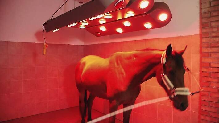 동물 계절 건조 실내 서기 사람없음 빛 힘 램프 뜨거움 승마 유지 돌봄 라디에이터 적외선 4K MOV 해외동영상 클립영상 스포츠 모션 조명 내부 동영상 파일형식