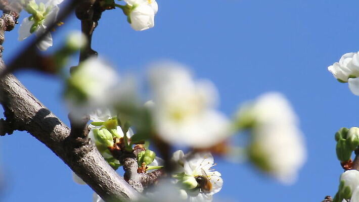 나무 식물 계절 꽃잎 꽃 줄기 잎 자연 바람 풍경 사람없음 야외 햇빛 정원 일본 봄 성장 벚꽃 나뭇가지 전원 신선 개화 체리 수분 4월 벌 화단 부드러움 꿀 MOV 해외동영상 클립영상 자연요소 아시아 곤충 과일 날씨 태양 감각 날짜 전기에너지 생태계 동영상 파일형식