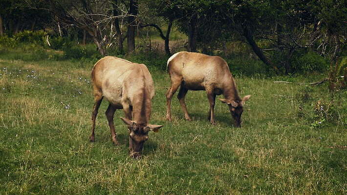 동물 공원 남자 야생동물 백그라운드 포유류 자연 사슴 뿔 풍경 초원 성인 사람없음 야외 초록색 달러 흰색 숲 방목 먹기 땅바닥 순록 엘크 전국 찰과상 4K MOV 해외동영상 클립영상 공공시설 컬러 돈 모션 바닥 사람 축산업 상처 생태계 동영상 파일형식