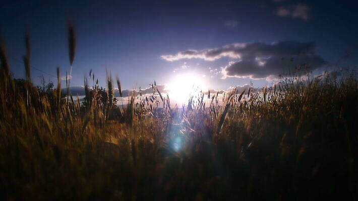 주간 식물 계절 컬러 여행 백그라운드 밭 농업 자연 하늘 아침 날씨 옥수수 사람없음 야외 초록색 파란색 빛 농작물 햇빛 태양 농장 노란색 일출 환경 정원 맑음 침묵 일몰 봄 자유 수확 시골 땅 밀 보케 부드러움 내추럴 4K MOV 해외동영상 클립영상 자연요소 산업 컨셉 곡류 노을 소리 감각 생태계 동영상 파일형식