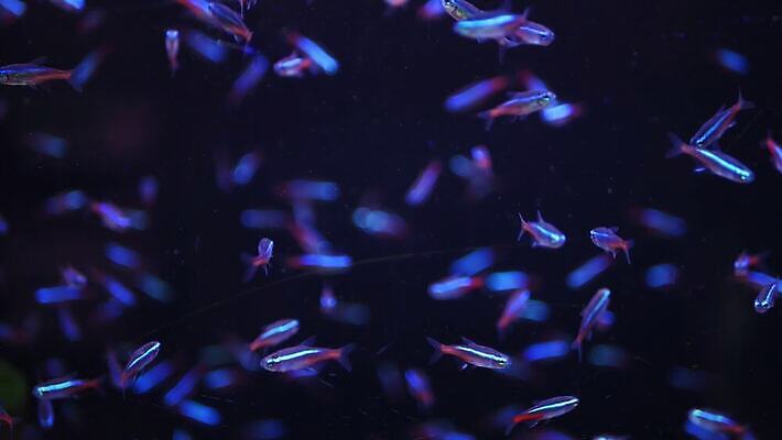 동물 디자인 백그라운드 무지개 자연 추상 어류 경사 사람없음 빛 반짝임 컬러풀 어둠 다양 황무지 생태계 생물학 수족관 형광등 강렬 광 동물상 무한 스펙트럼 이국적 지속성 많음 카피스페이스 반복 4K MP4 해외동영상 클립영상 자연요소 교육 컬러 다수 컨셉 무늬 모션 전등 조형물 수중동물 공백 동영상 파일형식