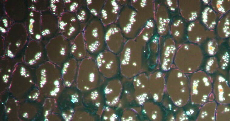 식물 꽃 줄기 과학 이동 패턴 세포 사람없음 빨간색 초록색 시험 성장 조직 횡단보도 확대 뿌리 양치류 지원 4K 현미경관찰 MOV 해외동영상 클립영상 교육 컬러 컨셉 무늬 관찰 보행로 동영상 파일형식