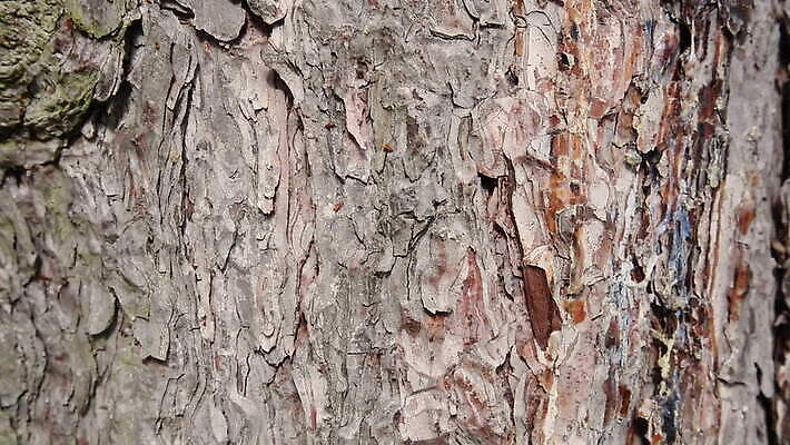 나무 식물 디자인 선 조각 백그라운드 패턴 자연 표면 추상 건조 사람없음 목재 갈색 환경 가을 소나무 거친 역사 숲 천 피부 묘사 질감 나무껍질 잡동사니 내추럴 그런지 MOV 해외동영상 클립영상 계절 컬러 무늬 재료 신체부위 껍질 직물 생태계 동영상 파일형식