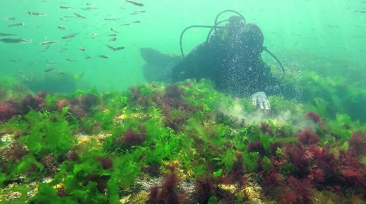 식물 동물 야생동물 바다 자연 무척추동물 사람없음 초록색 환경 바닷속 수중 해조류 생태계 생물학 광합성 산화 생태학 소금물 수중영상 MP4 해외동영상 클립영상 교육 컬러 해양식물 동영상 파일형식