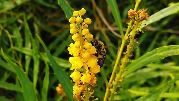 식물 동물 꽃 곤충 잎 날개 모션 자연 사람없음 초록색 노란색 걷기 모임 만지기 벚꽃 나뭇가지 닫기 꿀벌 벌 수집 관목 묘사 속도 보케 꽃가루 부드러움 상록수 꿀 이륙 느림 동물상 블러효과 MP4 해외동영상 클립영상 나무 컬러 조형물 감각 벌_곤충 가루 생태계 동영상 블러 파일형식 효과