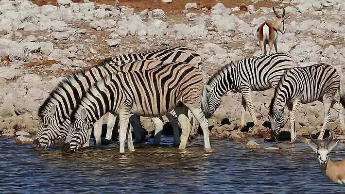 동물 응시 음료 야생동물 포유류 모션 아프리카 자연 초식동물 사람없음 야외 물 반사 환경 마시기 그룹 황무지 보호 군중 갈증 사파리 클립 얼룩말 서식지 동영상 내추럴 경보 나미비아 남아프리카 동물상 생태학 HD MOV 해외동영상 클립영상 자연요소 시선 교육 나라 컨셉 사람 조형물 말_동물 생태계 파일형식