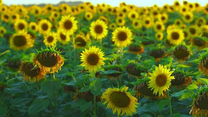 식물 계절 꽃잎 밭 농업 오렌지 자연 해바라기 씨앗 사람없음 야외 초록색 농작물 컬러풀 햇빛 농장 노란색 정원 맑음 일몰 활발 성장 벚꽃 시골 원형 수수께끼 개화 장면 내추럴 4K MP4 해외동영상 클립영상 도형 꽃 산업 컬러 컨셉 과일 날씨 태양 노을 생태계 동영상 파일형식