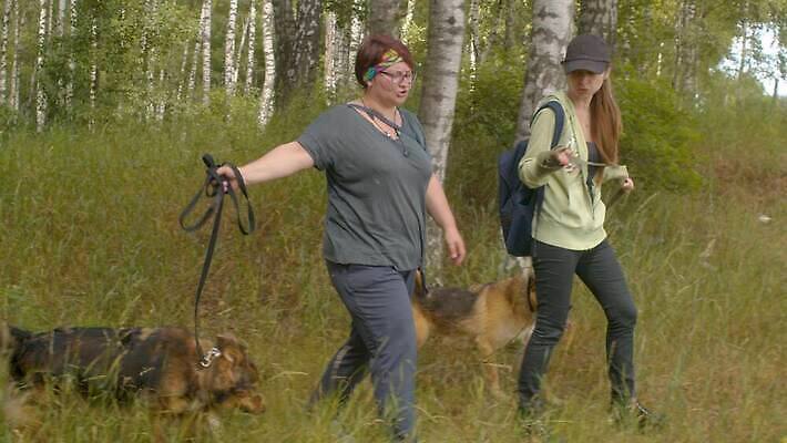 나무 동물 컨셉 자연 친절 건강 사랑 야외 두명 반려동물 걷기 만지기 봉사 도움 개 숲 자작나무 노숙자 4K MOV 해외동영상 클립영상 식물 감정 포유류 모션 사람 생태계 동영상 파일형식