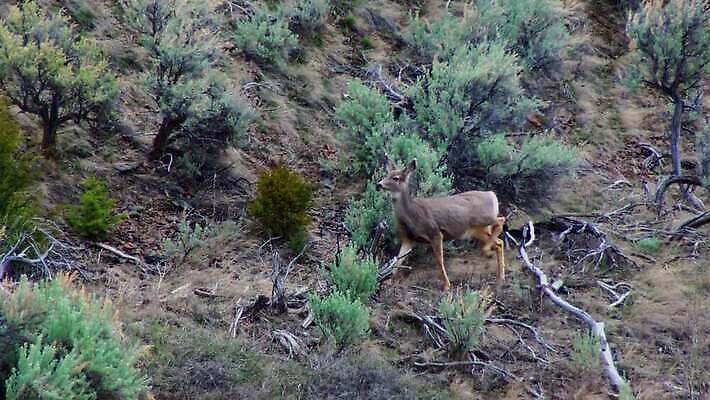 동물 공원 야생동물 포유류 자연 엄마 산 뿔 사람없음 야외 갈색 달러 흰색 황무지 큼 꼬리 귀 아기사슴 4K MP4 해외동영상 클립영상 공공시설 새끼 컬러 돈 가족 사슴 신체부위 크기 생태계 동영상 파일형식