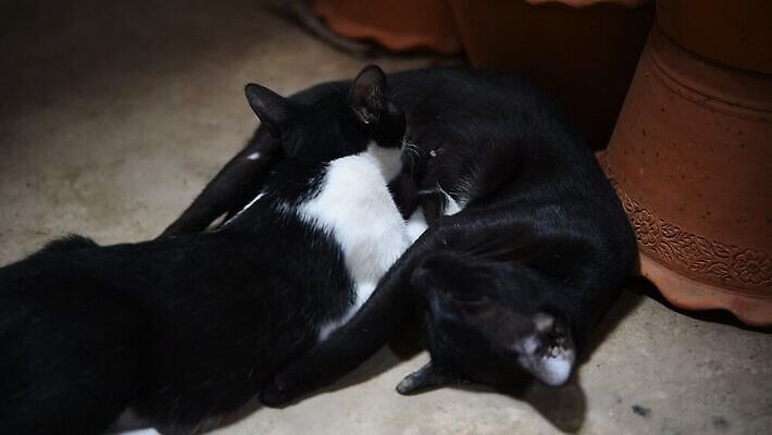 동물 여자 어린이 음식 포유류 가족 자연 엄마 휴식 털 사랑 사람없음 반려동물 마을 고양이 회색 우유 간호사 흰색 아기 신생아 최고 닫기 빨다 작음 모피 먹기 간호 부드러움 솜털 MOV 해외동영상 클립영상 감정 컬러 컨셉 관계 모션 유제품 사람 의료진 감각 크기 생태계 동영상 파일형식