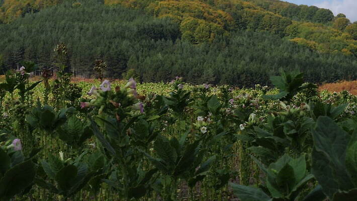 식물 꽃 산업 잎 밭 농업 자연 하늘 담배 사람없음 야외 초록색 농작물 햇빛 농장 농경지 농사 수확 성장 벚꽃 시골 개화 맛 상품 땅 유기농 장면 니코틴 밭일 심기 줄서기 세련 4K MOV 해외동영상 클립영상 웰빙 컬러 컨셉 모션 태양 생태계 동영상 파일형식
