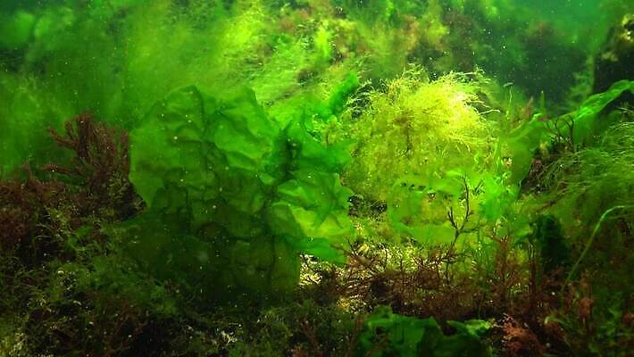 식물 동물 야생동물 바다 자연 무척추동물 사람없음 초록색 환경 바닷속 수중 해조류 생태계 광합성 산화 생태학 소금물 4K 수중영상 MP4 해외동영상 클립영상 교육 컬러 해양식물 동영상 파일형식