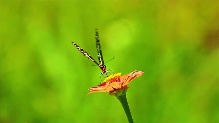 식물 동물 꽃잎 꽃 야생동물 줄기 나비 곤충 잎 절지류 날개 오렌지 자연 새로움 종류 초원 사람없음 빨간색 컬러풀 갈색 노란색 검은색 활발 흰색 신선 점 개화 닫기 주식 클립 수유 MOV 해외동영상 클립영상 컬러 컨셉 과일 모션 금융 생태계 동영상 파일형식