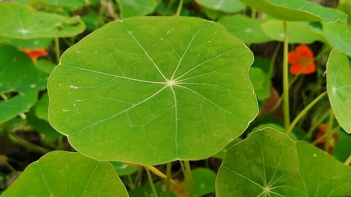 나무 식물 디자인 계절 컬러 백그라운드 잎 꽃무늬 패턴 자연 추상 바나나 손바닥 미술 사람없음 장식 초록색 여름 세트 정원 봄 수확 성장 흰색 나뭇가지 숲 수집 오브젝트 에코 유기농 질감 내추럴 고립 엘리먼트 이국적 파라다이스 벡터 MP4 해외동영상 클립영상 손 웰빙 꽃 무늬 농업 과일 문화예술 환경 생태계 동영상 파일형식