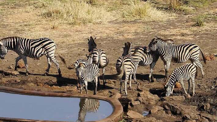 동물 응시 음료 야생동물 포유류 모션 아프리카 자연 초식동물 사람없음 야외 물 반사 환경 마시기 전원 황무지 보호 군중 갈증 클립 얼룩말 서식지 동영상 남쪽 내추럴 경보 남아프리카 동물상 생태학 HD 크루거 MOV 해외동영상 클립영상 자연요소 시선 교육 나라 컨셉 사람 조형물 말 전기에너지 방향 생태계 남아프리카공화국 파일형식