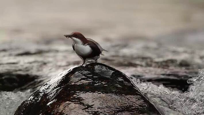 동물 유럽 야생동물 자연 조류 풍경 사람없음 물 강 폭포 프랑스 분위기 떨어짐 강가 국자 물새 동영상 MOV 해외동영상 클립영상 자연요소 나라 컨셉 주방용품 생태계 파일형식