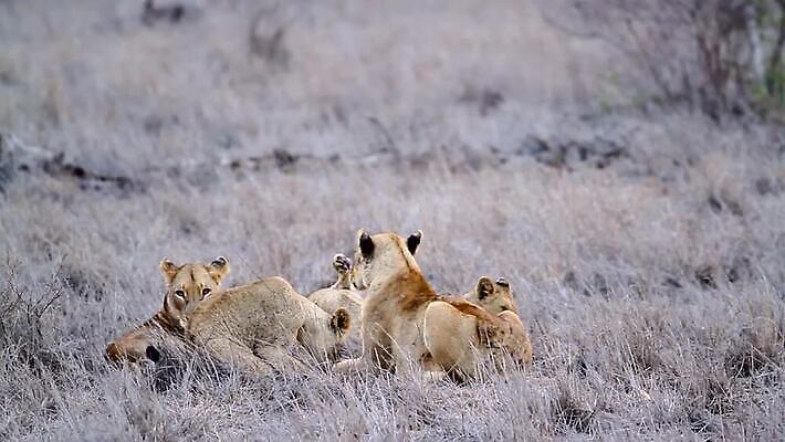 동물 야생동물 새끼 포유류 아프리카 자연 국립공원 사람없음 관광지 눕기 고양이 황무지 보호 사자 사파리 육식동물 몸단장 남아프리카 보츠와나 보호구역 사바나 암사자 크루거 MOV 해외동영상 클립영상 멸종위기종 공원 나라 여행 컨셉 모션 반려동물 암컷 생태계 동영상 남아프리카공화국 구역 파일형식