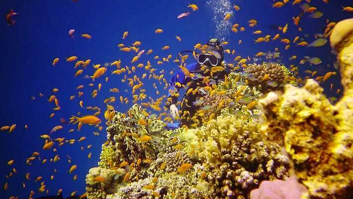 동물 야생동물 바다 컬러 백그라운드 자연 낚시 이집트 어류 사람없음 빨간색 물 파란색 컬러풀 환경 바닷속 수중 수영 수중동물 산호 산호초 다이빙 스쿠버다이빙 소금 암초 홍해 해파리 깊이 생태학 이국적 4K MP4 해외동영상 클립영상 자연요소 교육 아프리카 레저 수상스포츠 수중식물 자포동물 생태계 동영상 수중스포츠 파일형식