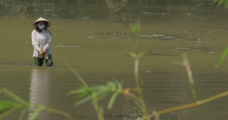직업 모자 옷 아시아 장갑 밭 농업 노동자 작업복 사람 사람없음 물 강 시골 업무 끝 농부 베트남 원뿔 종료 방수 4K MOV 해외동영상 클립영상 자연요소 도형 잡화 나라 산업 동남아시아 작업 동영상 파일형식