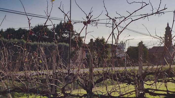 식물 계절 유럽 선 백그라운드 겨울 농업 곡선 자연 포도 산 사람없음 농작물 와인 이탈리아 추위 성장 시골 주름 포도밭 포도나무 동영상 남쪽 내추럴 밭일 벌거벗은 양조장 조지아 평야 수평선 모라비아 4K MOV 해외동영상 클립영상 나라 산업 밭 과일 주류 과일나무 방향 생태계 체코 동유럽 파일형식