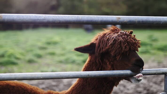 동물 외관 응시 야생동물 백그라운드 밭 농업 포유류 자연 영국 잉글랜드 사람없음 야외 목재 울타리 농장 갈색 머리 환경 금속 시골 먼지 진흙 양모 밭일 알파카 목가 배선 4K MOV 해외동영상 클립영상 나무 시선 유럽 산업 컬러 재료 재질 신체부위 담장 한자 직물 생태계 동영상 파일형식