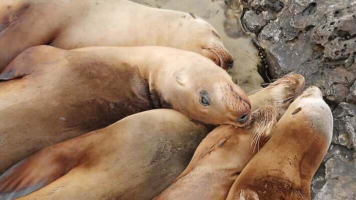 야생동물 새끼 휴식 사람없음 귀여움 미국 바위 잠 황무지 분위기 물개 환경보전 만족 낮잠 캘리포니아 기어가기 산티아고 식민지 많음 4K MP4 해외동영상 클립영상 멸종위기종 동물 감정 컨셉 북아메리카 포유류 모션 바다동물 돌_바위 사회이슈 동영상 파일형식