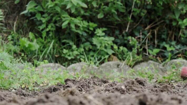 1 지구 포크 컨셉 농업 채소 모션 발 자연 사람 사람없음 야외 정원 흙 봄 공구 시골 작업 닫기 원예 먼지 진흙 땅바닥 땅파기 밭일 쇠스랑 양발 4K MP4 해외동영상 클립영상 식기 계절 산업 바닥 취미 신체부위 도구 생태계 동영상 파일형식