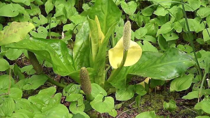 식물 꽃 컬러 자연 영국 잉글랜드 사람없음 초록색 물 노란색 정원 봄 젖음 습지 양배추 냄새 변소 서쪽 워싱턴 4K MP4 해외동영상 클립영상 자연요소 계절 유럽 채소 미국 방향 생태계 동영상 파일형식