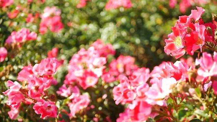 식물 영어 계절 공원 꽃잎 꽃 분홍색 컬러 곤충 잎 꽃무늬 자연 친절 사람없음 빨간색 초록색 여름 컬러풀 장미 정원 봄 활발 벚꽃 선택 꿀벌 소프트포커스 수분 벌 보케 꽃가루 부드러움 향 꿀 묵주 파스텔톤 4K MP4 해외동영상 클립영상 동물 문자 공공시설 컨셉 무늬 종교용품 촬영기법 감각 벌_곤충 가루 생태계 동영상 파일형식