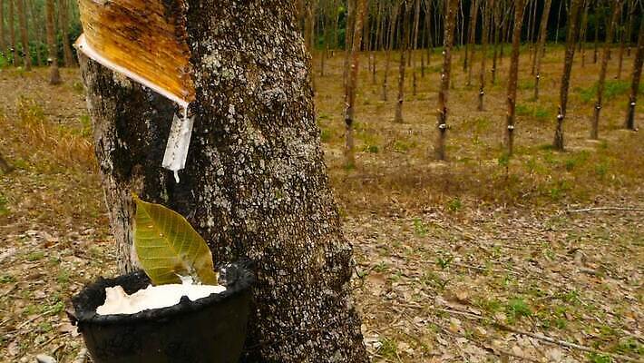 나무 식물 산업 아시아 여행 백그라운드 잎 농업 태국 자연 동양인 사람없음 야외 목재 초록색 농장 일출 환경 정원 우유 수확 흰색 신선 막대기 사발 떨어짐 숲 수집 타이어 장면 고무 내추럴 라텍스 원자재 줄서기 공급 MOV 해외동영상 클립영상 나라 컬러 컨셉 재료 모션 유제품 인종 노을 사기그릇 생태계 동영상 파일형식
