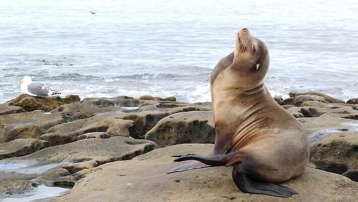 동물 1 포옹 휴식 사람없음 귀여움 환경 미국 고요 황무지 보호 물개 캘리포니아 태평양 느림 산티아고 카피스페이스 비어있는 4K MP4 해외동영상 클립영상 멸종위기종 바다 컨셉 북아메리카 포유류 안기 바다동물 공백 동영상 파일형식
