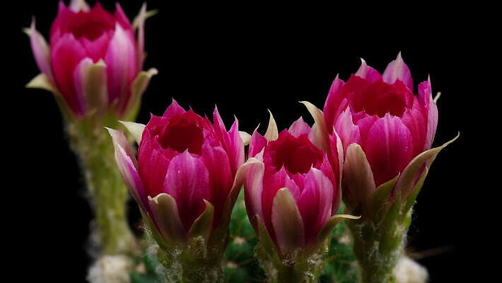 식물 계절 꽃잎 꽃 컬러 꽃다발 꽃무늬 모션 자연 선인장 사람없음 장식 가로 컬러풀 봄 펼침 낭만 성장 신선 오픈 개화 변화 속도 원예 동영상 생존 4K 타임랩스 MOV 해외동영상 클립영상 컨셉 무늬 촬영기법 취미 생태계 파일형식