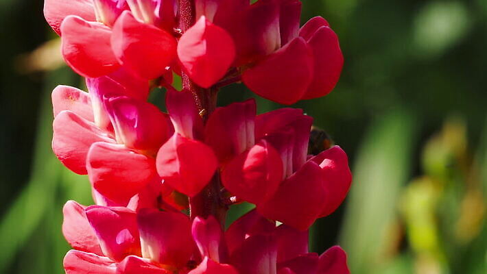 식물 동물 꽃 곤충 백그라운드 꽃무늬 자연 사람없음 초록색 보라색 봄 벚꽃 개화 수분 제비꽃 꽃가루 꿀 내추럴 호박벌 MOV 해외동영상 클립영상 계절 컬러 무늬 벌_곤충 가루 생태계 동영상 파일형식