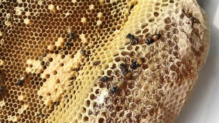 나무 동물 라이프스타일 꽃 야생동물 곤충 백그라운드 자연 생물 경고 사람없음 노란색 줄무늬 고통 달콤 둥지 말벌 위험 작음 벌 묘사 꿀 리빙 거인 토막 벌집 내추럴 난쟁이 알레르기 몬스터 4K MOV 해외동영상 클립영상 식물 감정 컬러 컨셉 무늬 생활 맛 벌_곤충 질병 크기 생태계 동영상 파일형식